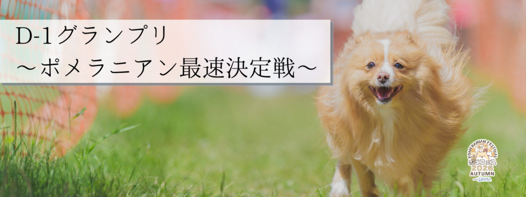 D-1グランプリ – ポメラニアン最速決定戦 – @大阪北港マリーナ