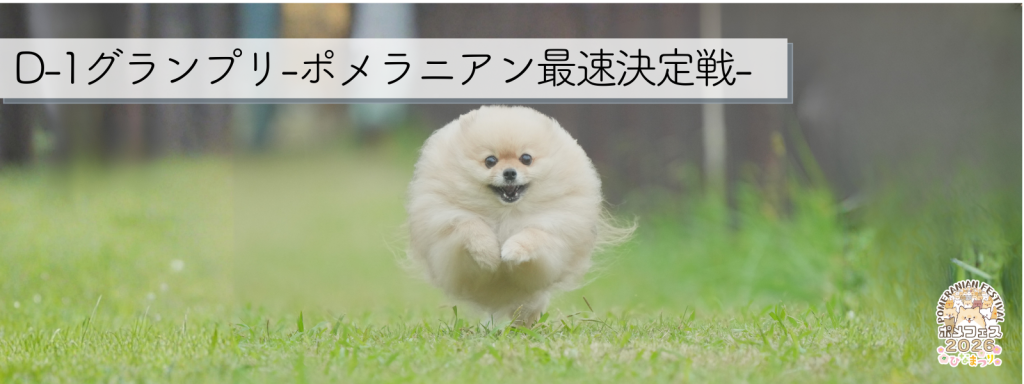 D-1グランプリ – ポメラニアン最速決定戦 – @イーノの森