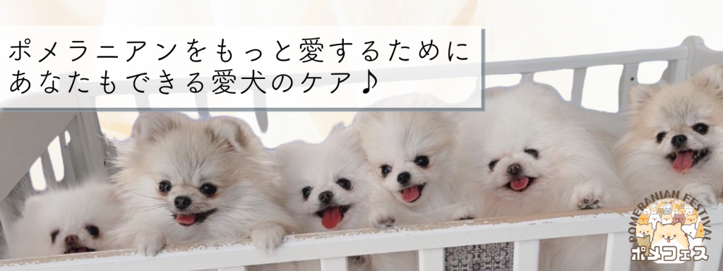 ポメラニアンをもっと愛するために♡あなたもできる愛犬のケア♪