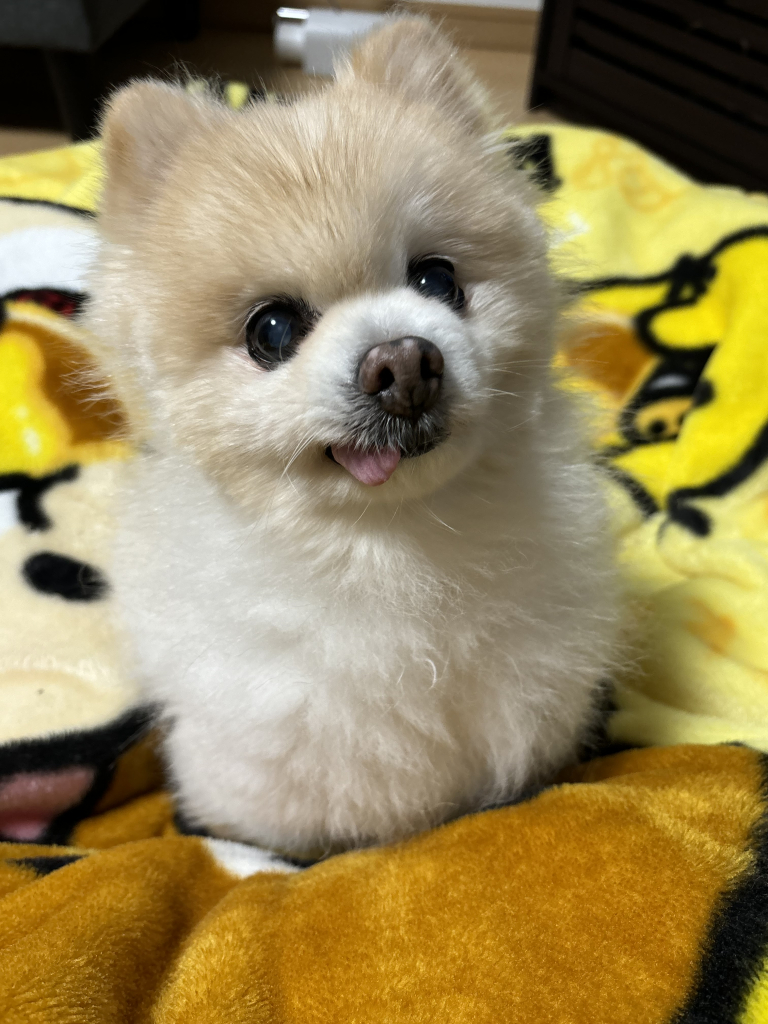 こてつくん