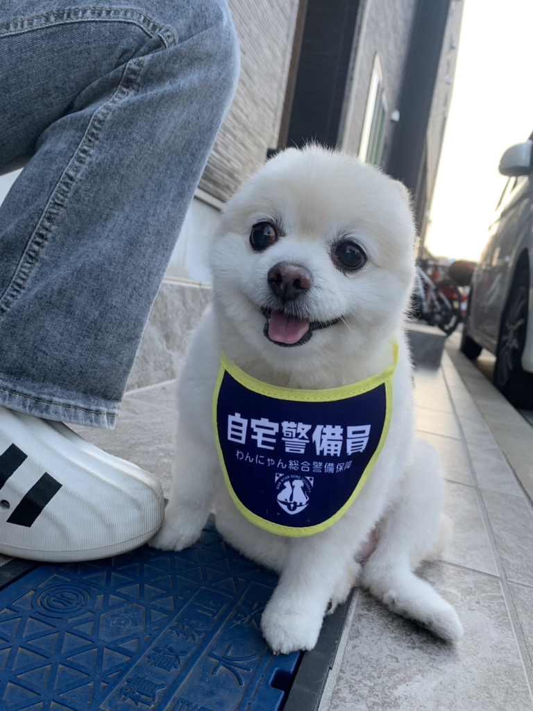 ぽこちゃん
