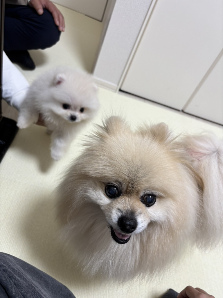 りんちゃん