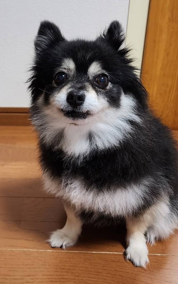 風（ふう）ちゃん