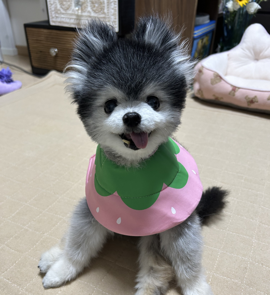 Roccoくん