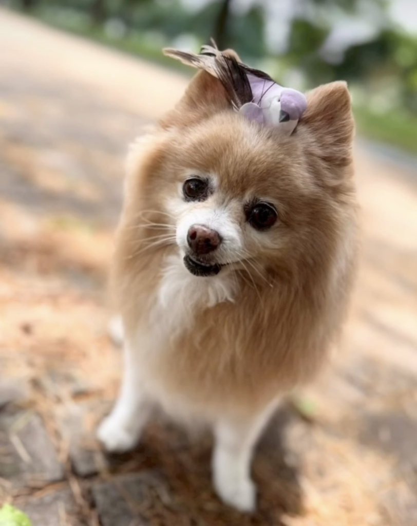 フィオナちゃん