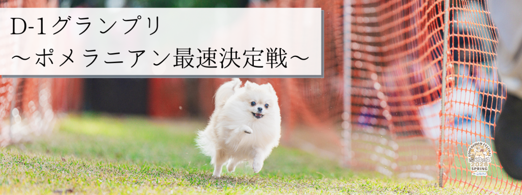 D-1グランプリ – ポメラニアン最速決定戦 – @大阪北港マリーナ