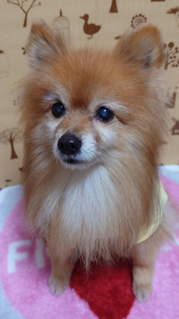 琥珀ちゃん