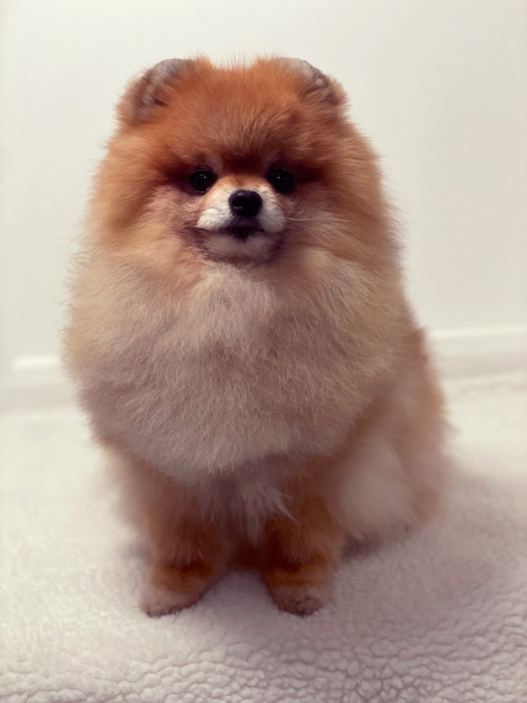 Lexiちゃん
