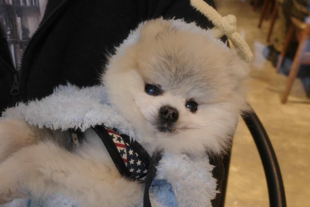 ファーファくん