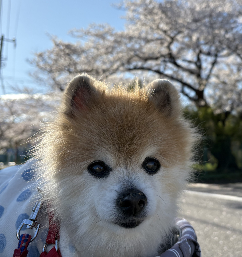 マロンくん