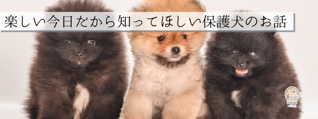 楽しい今日だから知ってほしい保護犬のお話
