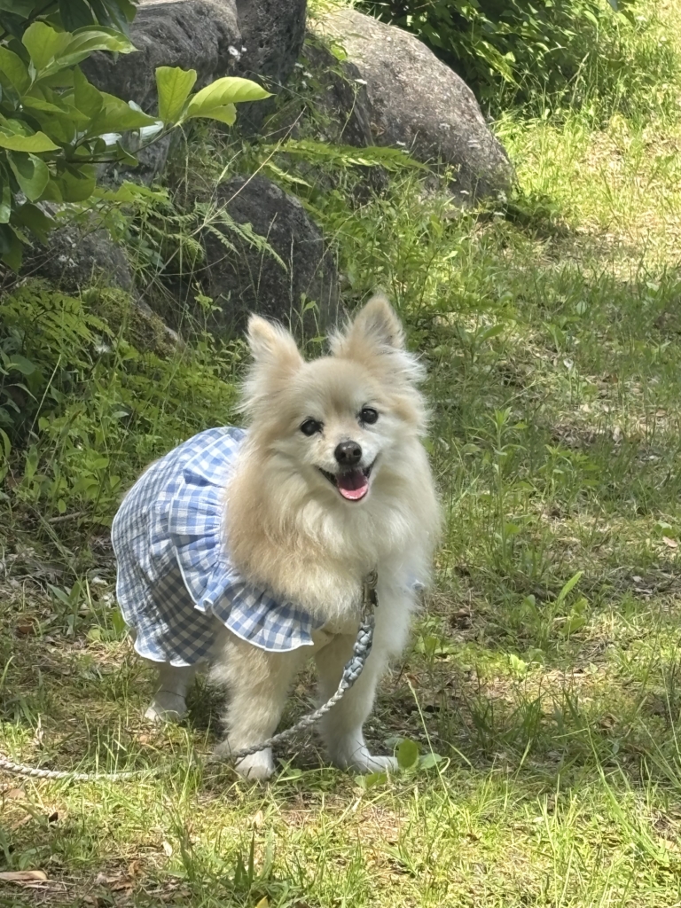 リロちゃん