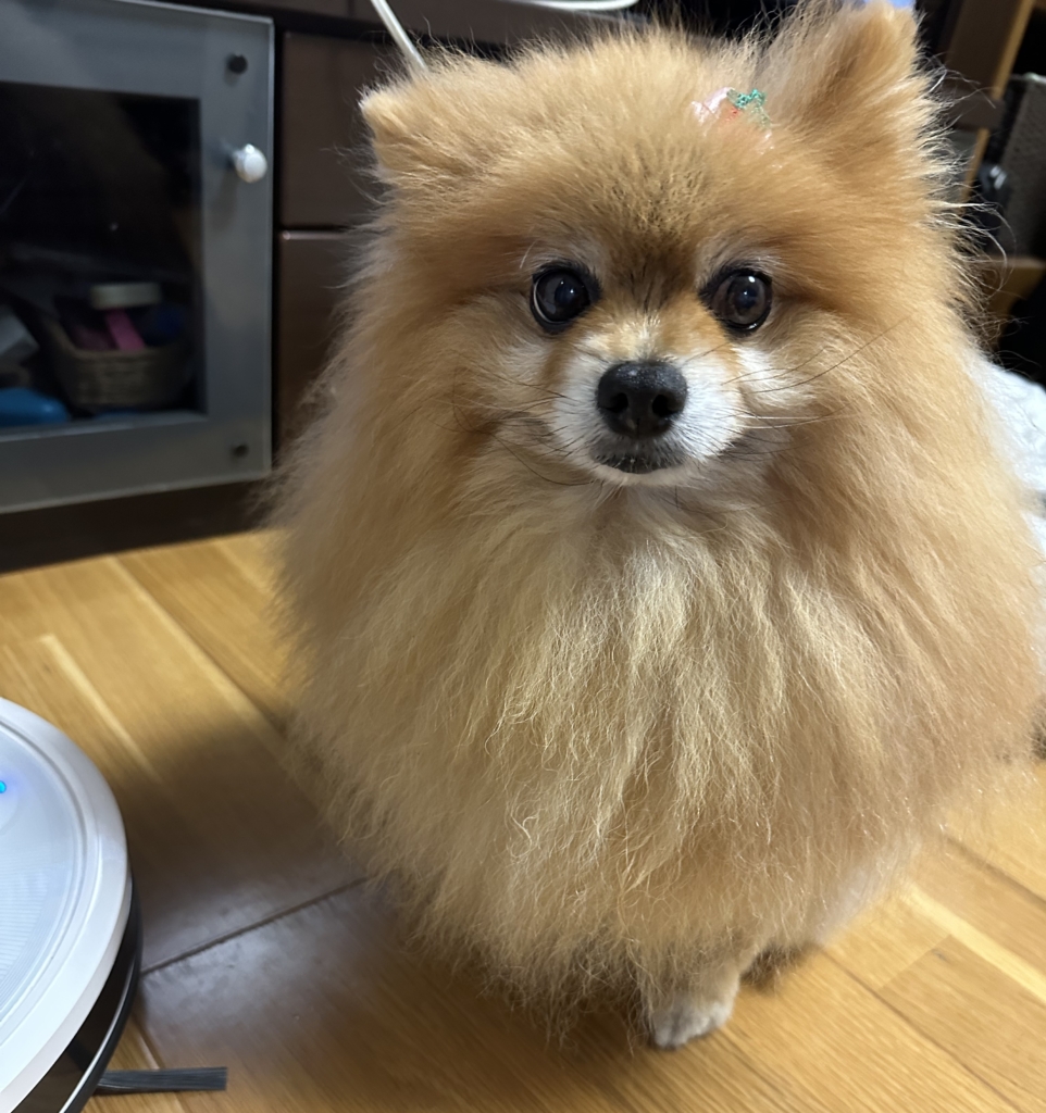 ここちゃん