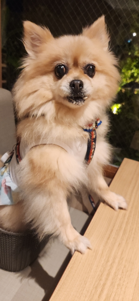 きなこちゃん