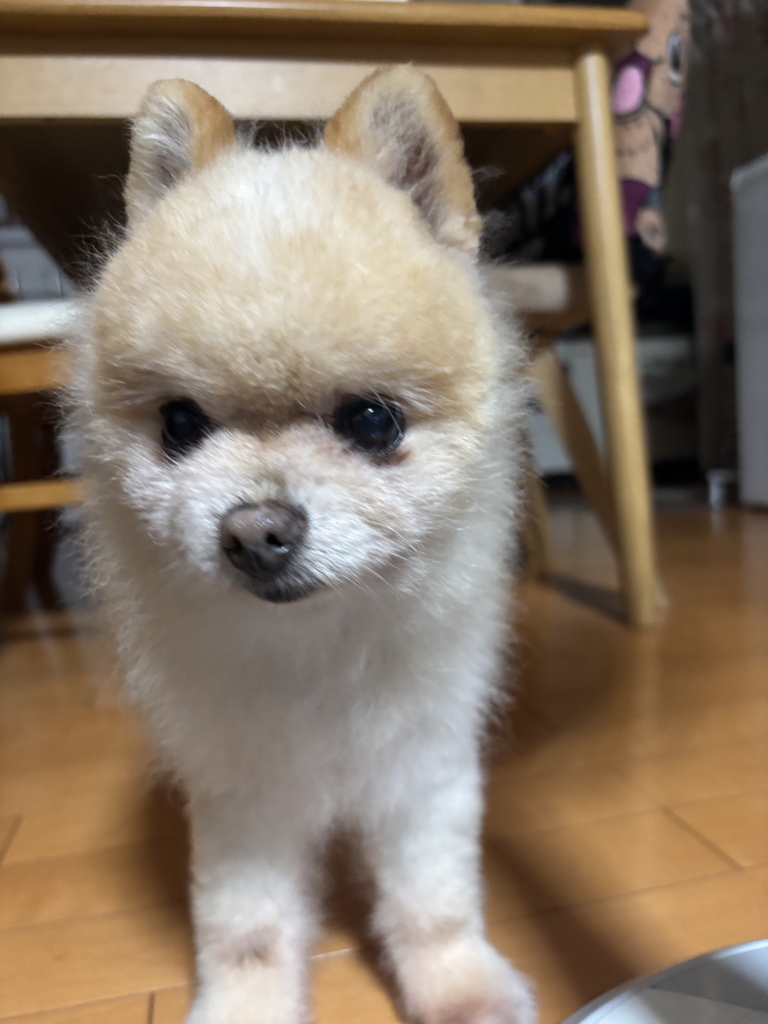 マギくん